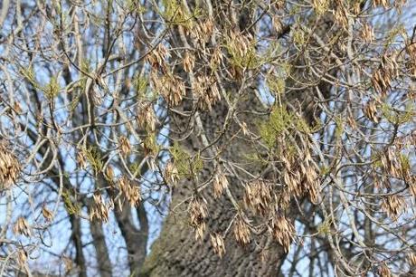 Fraxinus angustifolia Fraxinus angustifolia