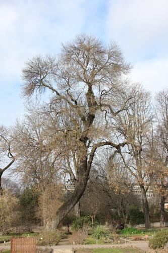 Fraxinus angustifolia Fraxinus angustifolia