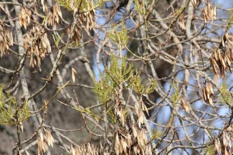 Fraxinus angustifolia Fraxinus angustifolia