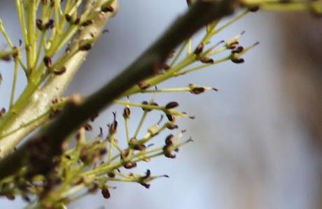 Fraxinus angustifolia Fraxinus angustifolia