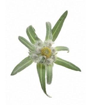 edelweiss