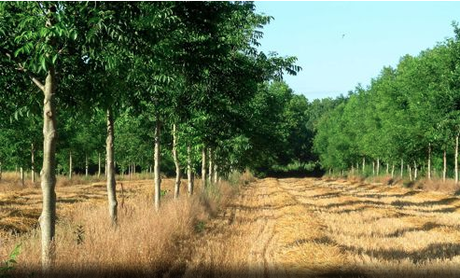 L'agroforesterie replante les arbres au milieu des cultures L'agroforesterie replante les arbres au milieu des cultures