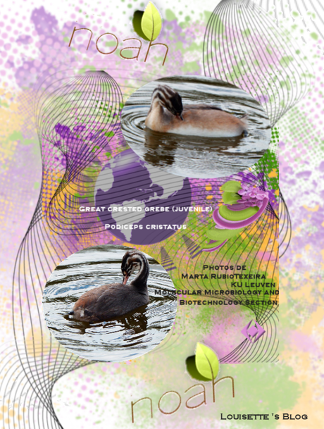 ♥♥ Grebe Huppé, Podiceps Cristatus ♥♥ Grebe Huppé, Podiceps Cristatus