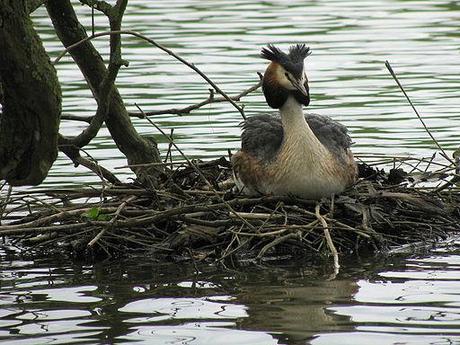 ♥♥ Grebe Huppé, Podiceps Cristatus ♥♥ Grebe Huppé, Podiceps Cristatus
