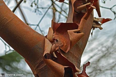 Ecorce Acer griseum