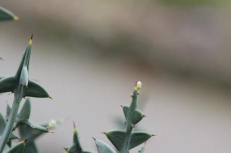 Le Colletia fleurit