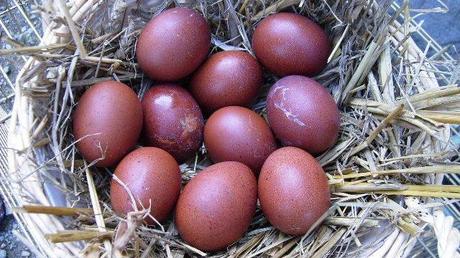 La couleur exceptionnelle des œufs de la poule de Marans © poulesmarans.canalblog.com