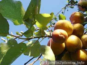 L'abricotier est un arbre fruitier adapté à toutes régions