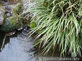L'acorus: plante aquatique de berge