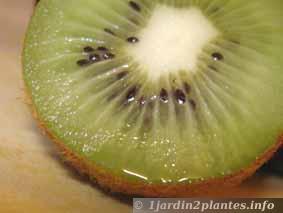 Une liane grimpante à fruits: le kiwi