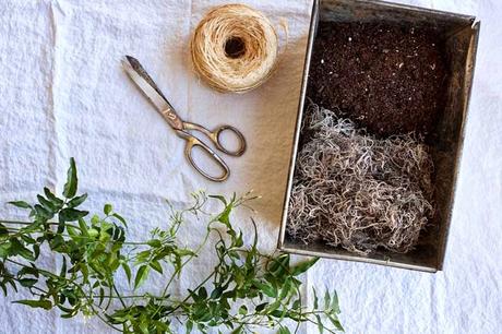 Jasmine kokedama jasmine plant diy