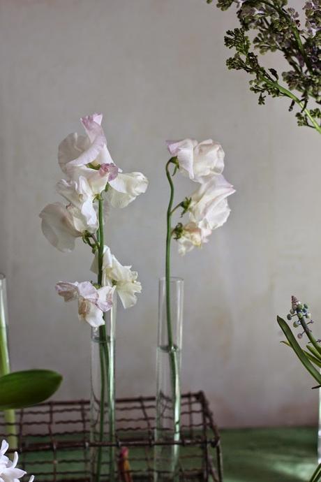 pois de senteur Justine Hand pour Gardenista via Nat et nature Quelles fleurs choisir pour un bouquet de printemps ?