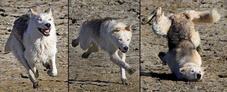 L’appel de Manille, ou la mystification d’une presse française complice loup qui court et paf le loup FAIL