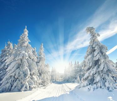 La montagne, ça nous gagne ? schneebedeckte Tannenbäume