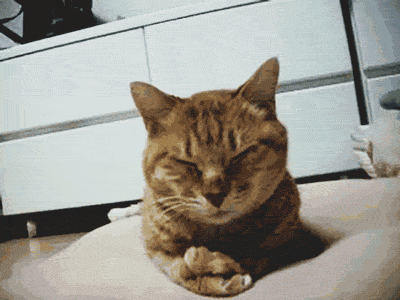 Une neutralité du Net pas très nette cat facepalm