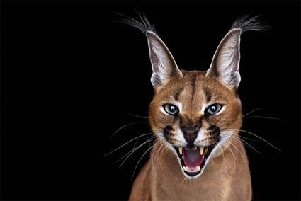 Caracal, Brad Wilson Caracal, Brad Wilson