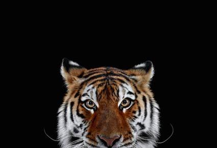 Tigre, Brad Wilson Tigre, Brad Wilson