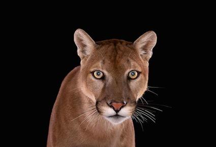 Cougar, Brad Wilson Cougar, Brad Wilson