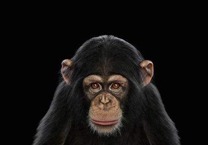 wildanimalportraits-5 wildanimalportraits-5
