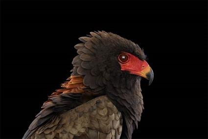 Aigle Bateleur, Brad Wilson Aigle Bateleur, Brad Wilson
