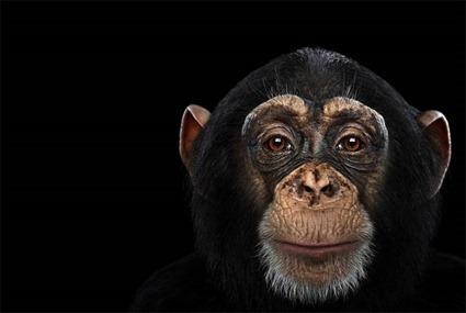 Chimpanzé, Brad Wilson Chimpanzé, Brad Wilson