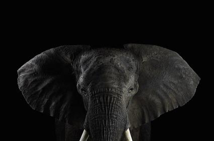 Elephant, Brad Wilson Elephant, Brad Wilson