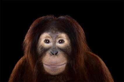 Orang Outan, Brad Wilson Orang Outan, Brad Wilson