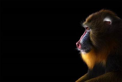 Mandrill, Brad Wilson Mandrill, Brad Wilson