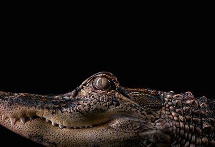 Alligator, Brad Wilson Alligator, Brad Wilson