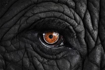 Elephant, Brad Wilson Elephant, Brad Wilson