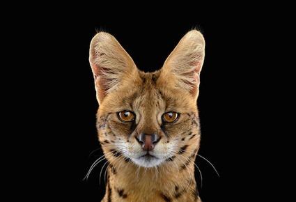 Serval, Brad Wilson Serval, Brad Wilson
