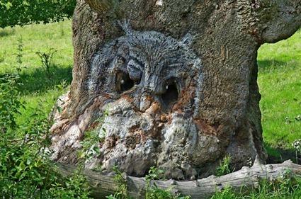 Paréidolie Hibou Paréidolie Hibou