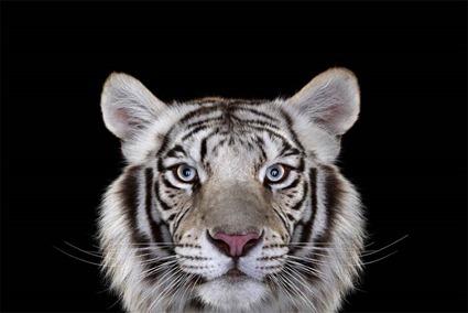 Tigre, Brad Wilson Tigre, Brad Wilson