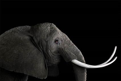 Elephant, Brad Wilson Elephant, Brad Wilson