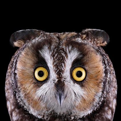 Hibou Moyen-Duc, Brad Wilson Hibou Moyen-Duc, Brad Wilson