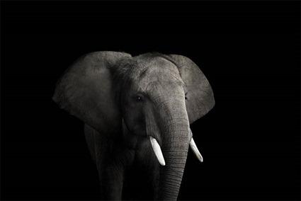 Elephant, Brad Wilson Elephant, Brad Wilson