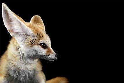 Fennec, Brad Wilson Fennec, Brad Wilson