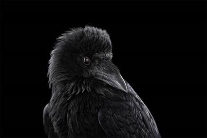 Corbeau, Brad Wilson Corbeau, Brad Wilson
