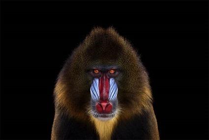 Mandrill, Brad Wilson Mandrill, Brad Wilson