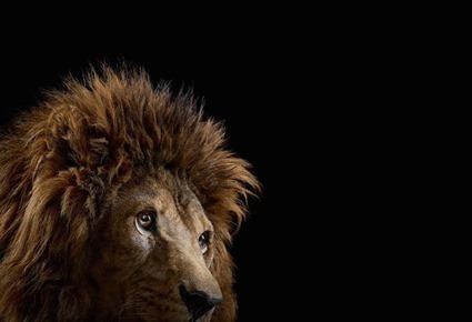 Lion, Brad Wilson Lion, Brad Wilson