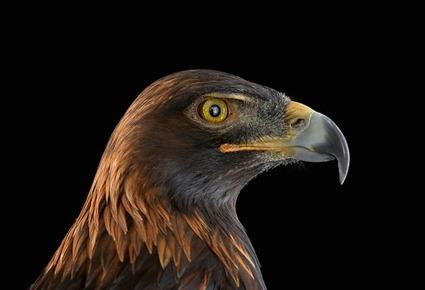 Aigle, Brad Wilson Aigle, Brad Wilson