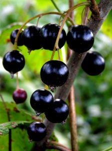 Eczéma, dermatite atopique cassis
