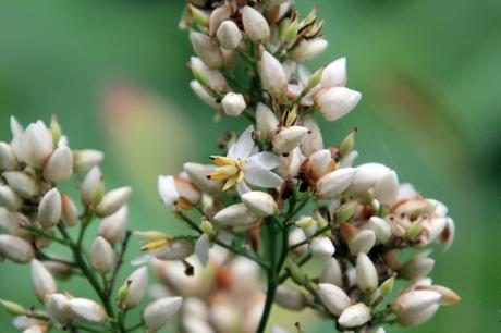 Nandina domestica