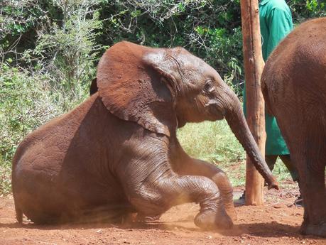 we à nairobi (2) les éléphanteaux