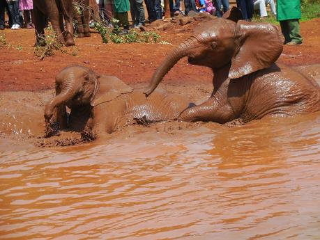 we à nairobi (2) les éléphanteaux