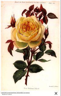 Expo-roses chromolithographie Expo-roses chromolithographie