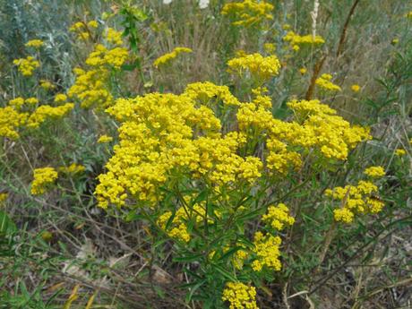 Des plantes capables d’extraire des métaux du sol ! Alyssum murale