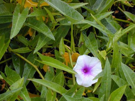 Ipomoea aquatica : Un légume-feuille incontournable dans la cuisine asiatique ! Ipomoea_aquatica-legume-exotique (2)