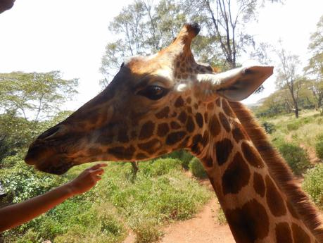 we à nairobi (3) les girafes