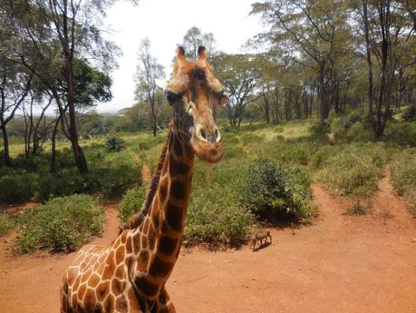 we à nairobi (3) les girafes